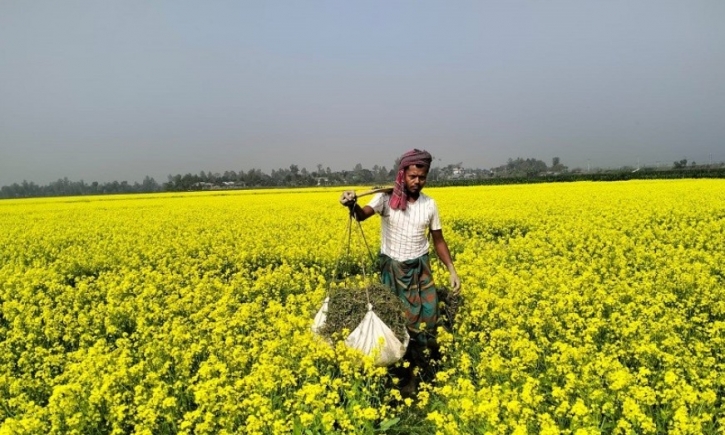 বগুড়ায় এক বছরে সরিষার জমি বেড়েছে ৮ হাজার হেক্টর বগুড়ায় এক বছরে সরিষার জমি বেড়েছে ৮ হাজার হেক্টর