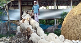 রফিকুলের খামারে শতাধিক গাড়ল