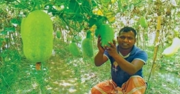 চাল কুমড়া চাষে লাভবান নীলফামারীর চাষিরা!