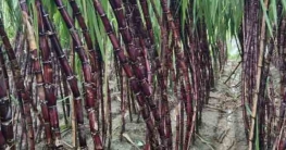 টাঙ্গাইলে আখ চাষে সফল তিন বন্ধু