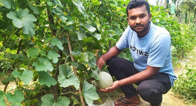 শেরপুরে বাণিজ্যিকভাবে সাম্মাম চাষে আনোয়ারের সাফল্য!