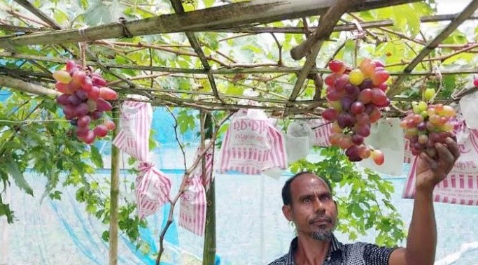 বাণিজ্যিকভাবে লাল আঙ্গুর চাষে সফল হাসেম আলী!