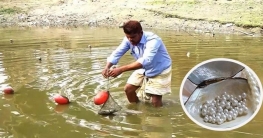 মিঠাপানিতে বাণিজ্যিকভাবে মুক্তা চাষে সাফল্য!