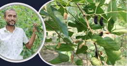বিদেশি মালবেরি চাষে সফল কালীগঞ্জের মোস্তফা