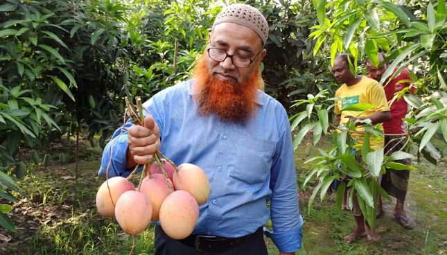 শখের বশে আমবাগান করে সফল ঠাকুরগাঁওয়ের আমিনুল