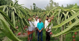 সোনাতলায় বাণিজ্যিকভাবে চাষ হচ্ছে ড্রাগন সোনাতলায় বাণিজ্যিকভাবে চাষ হচ্ছে ড্রাগন