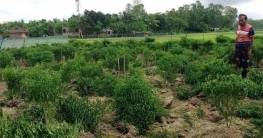 নন্দীগ্রামে এক হাজার মরিচ গাছ উপড়ে ফেলেছে দুর্বৃত্তরা নন্দীগ্রামে এক হাজার মরিচ গাছ উপড়ে ফেলেছে দুর্বৃত্তরা