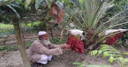 নন্দীগ্রামে আজোয়া খেজুর চাষ করে সফল আবু হানিফা নন্দীগ্রামে আজোয়া খেজুর চাষ করে সফল আবু হানিফা