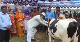 বগুড়ার শাজাহানপুরে বিনামূল্যে পশুর টিকাদান বগুড়ার শাজাহানপুরে বিনামূল্যে পশুর টিকাদান