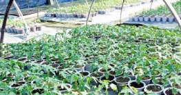 জনপ্রিয় হচ্ছে বগুড়ায় ট্রেতে উৎপাদিত হাইব্রিড পেঁপে চারা জনপ্রিয় হচ্ছে বগুড়ায় ট্রেতে উৎপাদিত হাইব্রিড পেঁপে চারা