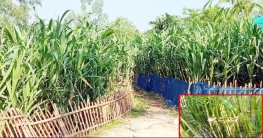 বগুড়ার আদমদীঘিতে আখ চাষে সফল কৃষক ভুট্টু বগুড়ার আদমদীঘিতে আখ চাষে সফল কৃষক ভুট্টু