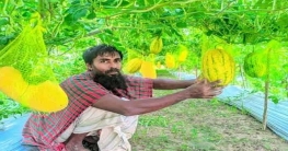 নন্দীগ্রামে অসময়ের তরমুজ চাষে কৃষক গফফারের চমক নন্দীগ্রামে অসময়ের তরমুজ চাষে কৃষক গফফারের চমক