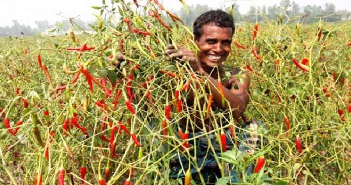 বগুড়ায় মরিচের বাম্পার ফলন