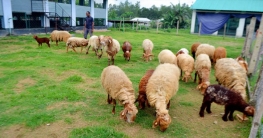 বগুড়ায় দুম্বা পালনে নতুন বাণিজ্যিক সম্ভাবনা