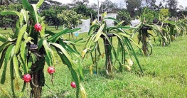 বগুড়ায় বাণিজ্যিকভাবে চাষ হচ্ছে ‘ড্রাগন’