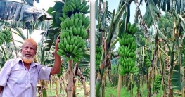 চম্পা কলা চাষে আনোয়ারের ৯ লাখ টাকা আয়ের সম্ভাবনা