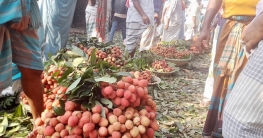 এক হাটে প্রতিদিন দেড় কোটি টাকার লিচু বিক্রি