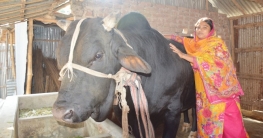 রাজাবাবু বিক্রি হলেই গরুর খামার করবেন ইতি