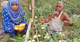গ্রীষ্মকালীন দেশি জাতের টমেটো চাষে কৃষকের সাফল্য