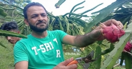 সৌদি খেজুর চাষে সফল না হলেও ড্রাগনে হাসি