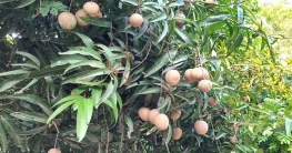 আম গাছে থোকায় থোকায় ঝুলছে ছফেদা! রহস্য কী