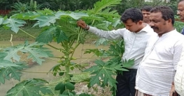 পেঁপে চাষে সফল অলি উদ্দিন, ৫ লাখ টাকা বিক্রির আশা!