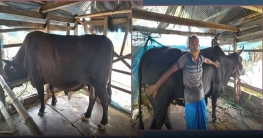 এবারে কুরবানির মাঠ কাঁপাবে মামা-ভাগ্নে
