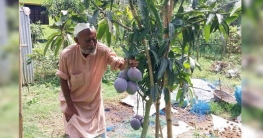 সবচেয়ে দামি আম মিয়াজাকি চাষ করছেন আব্দুল মান্নান!