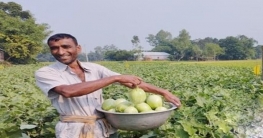 মালচিং পদ্ধতিতে বেগুন চাষে আমিনুলের ২ লাখ টাকা আয়!