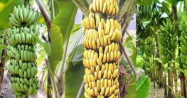 জি-নাইন জাতের কলা চাষে স্বপ্ন দেখছেন চাষি