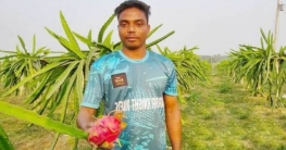 ড্রাগন চাষে আব্দুল হালিমের বিঘায় ৭ লাখ টাকা লাভের আশা!