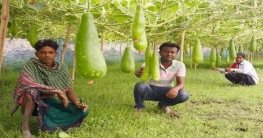 ৪০ হাজার খরচে ২ লাখ টাকার লাউ বিক্রি
