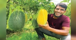 গ্রীষ্মকালীন রঙিন তরমুজ চাষে স্বাবলম্বী আজিজার রহমান!