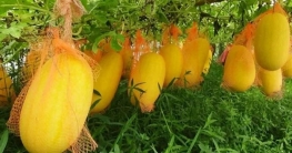 নীলফামারীতে জনপ্রিয় হচ্ছে অসময়ে তরমুজ চাষ