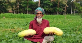 রাজবাড়ীতে লালিম চাষে কৃষক গফুর কাজীর সাফল্য!