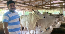চাকরি ছেড়ে সফল গরুর খামারি ইঞ্জিনিয়ার কামরুল