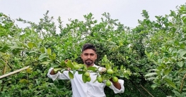 বীজহীন লেবু চাষে স্বাবলম্বী তরুণ উদ্যোক্তা শাহজালাল!