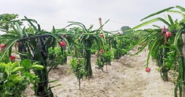 কুমিল্লায় ড্রাগন ফল চাষে লাভবান পলাশ!