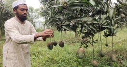 মল্লিকা ও আম্রপালি জাতের আম চাষে মশিউরের লাখ টাকা আয়!