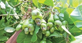 বগুড়ায় সমতলে কাজুবাদাম চাষ, আগ্রহী হচ্ছেন কৃষক বগুড়ায় সমতলে কাজুবাদাম চাষ, আগ্রহী হচ্ছেন কৃষক