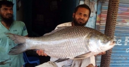 শেরপুরে ঐতিহ্যবাহী কেল্লাপোশী মেলায় মাছ-মিষ্টিতে জামাই বরণ শেরপুরে ঐতিহ্যবাহী কেল্লাপোশী মেলায় মাছ-মিষ্টিতে জামাই বরণ