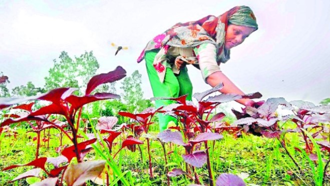 বগুড়ায় গড়ে উঠছে সবুজ অর্থনীতির বলয়