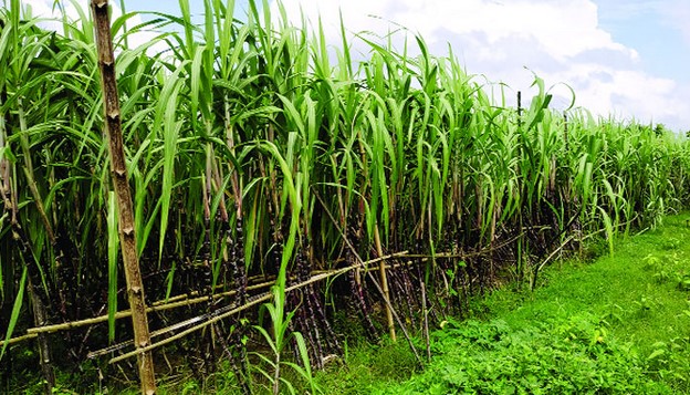 বগুড়ায় ফিলিপাইনের কালো আখ চাষে সম্ভাবনা