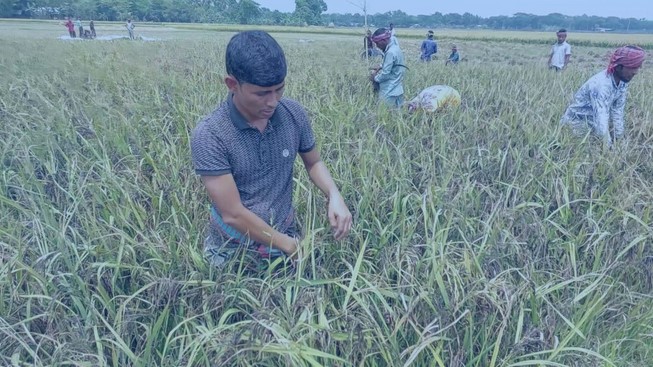 পুষ্টিগুণ সমৃদ্ধ ব্ল্যাক রাইস চাষে সফল শেখ সাদী