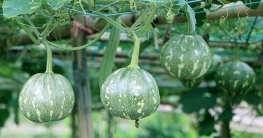 সবজি চাষে স্বাবলম্বী হচ্ছেন টাঙ্গাইলের চাষিরা