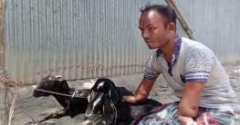 বগুড়ায় গবাদি পশুতে প্রতিবন্ধী বিপ্লবের রঙিন স্বপ্ন বগুড়ায় গবাদি পশুতে প্রতিবন্ধী বিপ্লবের রঙিন স্বপ্ন