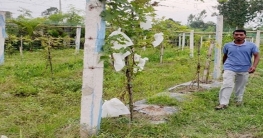 ইউক্রেনের আঙুর চাষে সফল হওয়ার স্বপ্ন ফারুকের