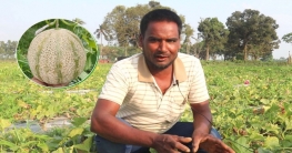 মরুর ফল রকমেলন চাষে লাভবান ঠাকুরগাঁওয়ের মুন্নাফ