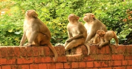 বানরের সঙ্গে এ কেমন নিষ্ঠুরতা!