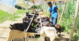 ১৯টি থেকে ২০০টি, ছাগল পালনে জাকারিয়ার বাজিমাত!